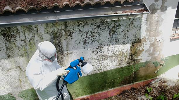 Trusted Black Mold Removal service in Fort Lauderdale, FL - Cheap Mold Removal